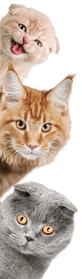 All About Cat Breeds  Animal Clinic of Woodruff, Spartanburg, SC