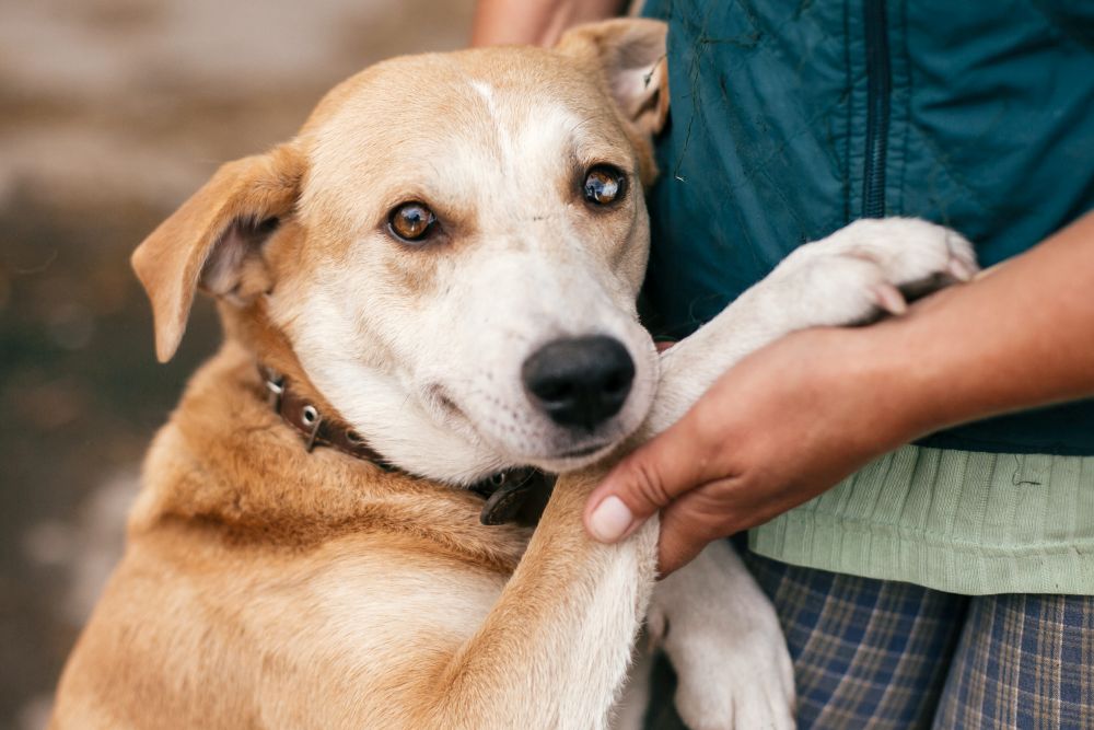 Caring for a shelter animal
