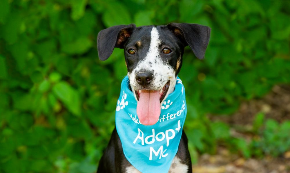A dog and cat